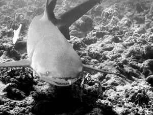 Lemon Shark/Photographed at Bora Bora. by Laurie Slawson 
